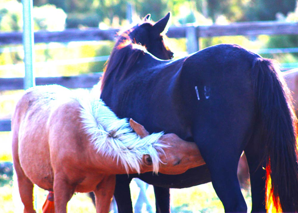 Buyback Colts at Fall Roundup