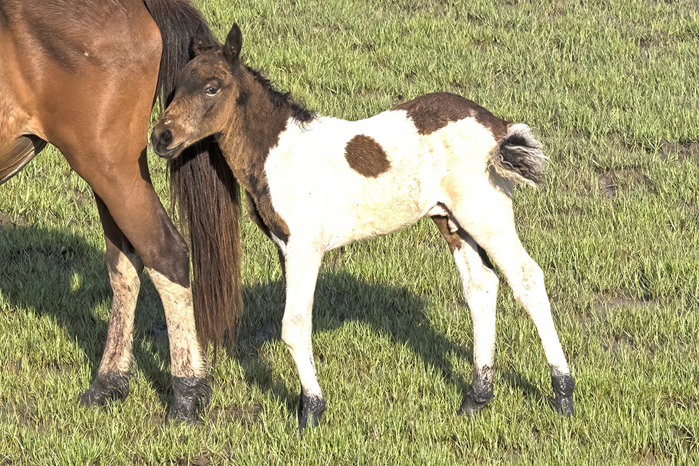 Buddy as a young foal