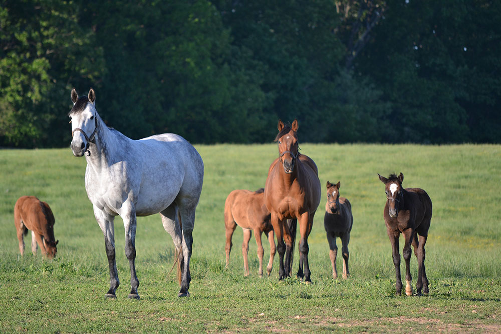 Mares and foals at Shamrock Farm