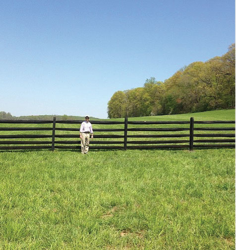 Horse in pasture