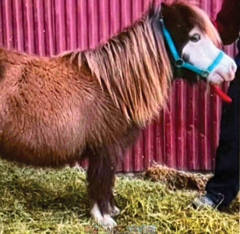 Land of Little Horses
