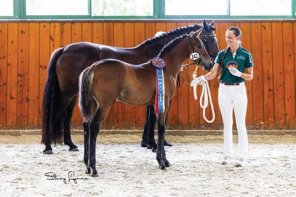 Kristen Moore with Warmbloods