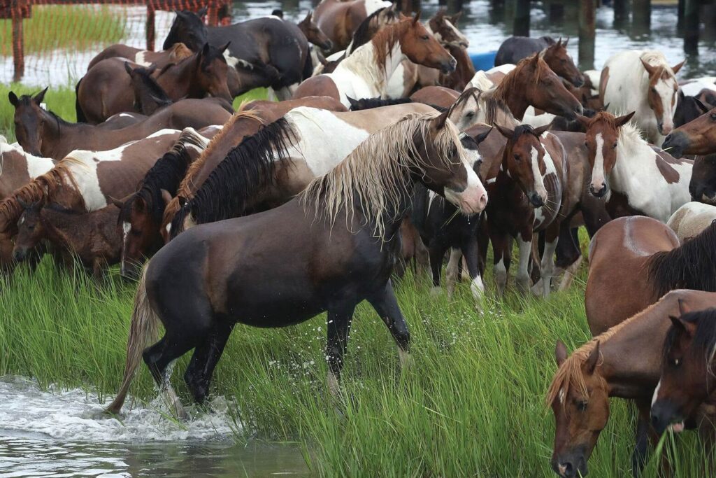 Pony Penning