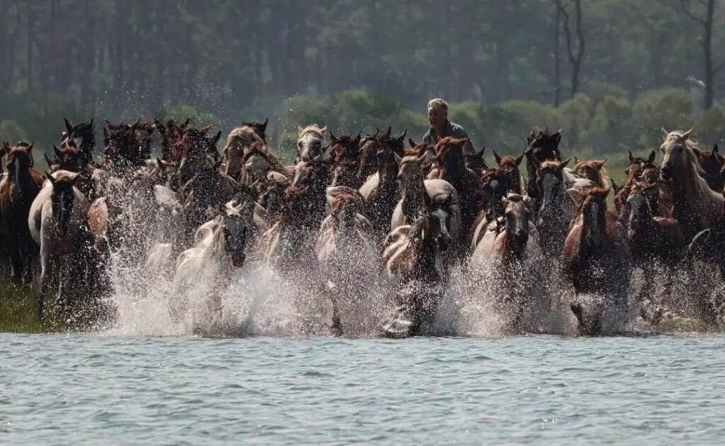 Pony Penning horses across water