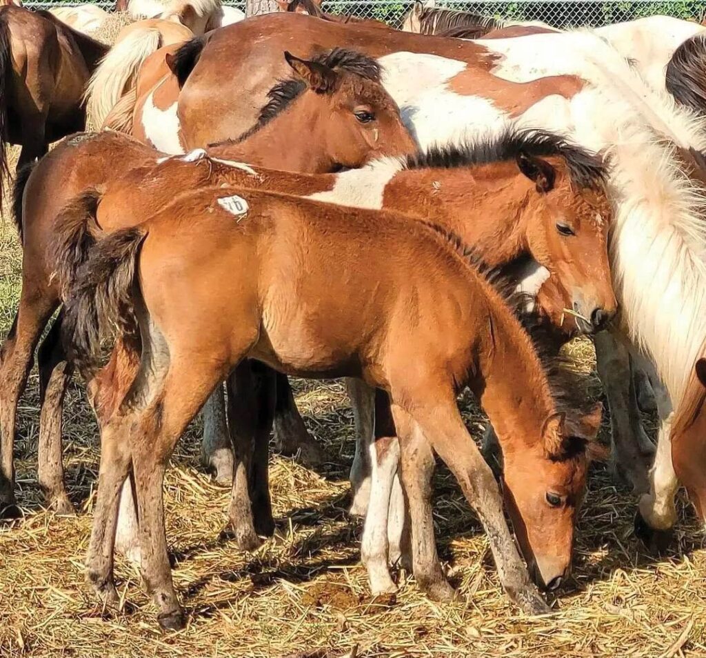 Pony Penning horses