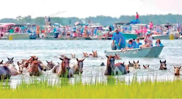 Pony penning horses across the water